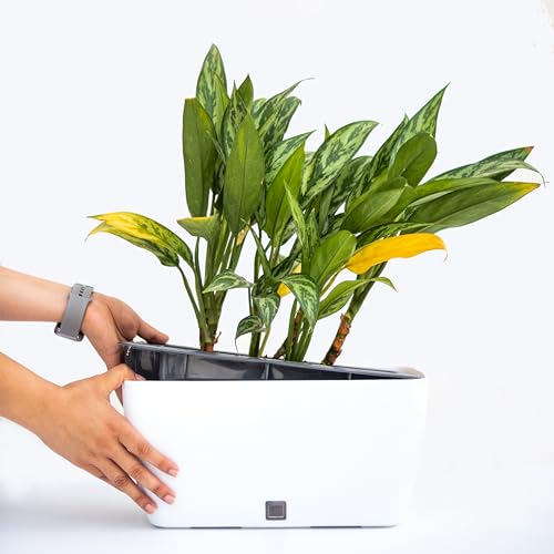 Craftter Planter for Indoor-Outdoor Home Garden Gardening/Rectangle Big Plant Pot with Polypropylene UV Material/Decorative Modern Gamla)