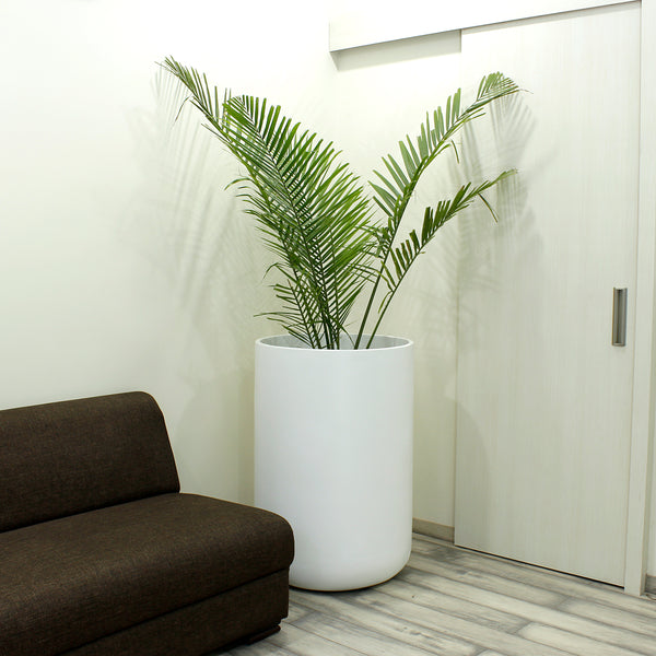 big white plant pot Craftter Huge Size Cylindrical Shape White Color Fiberglass Planters (
